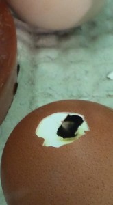 10930123_639115866120659_4804232890208662208_n