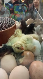 11041677_639111889454390_1235524110260001002_n