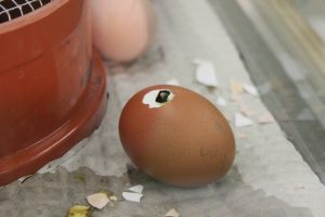 Küken im wortreich_Ei