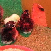 Küken im wortreich_Küken